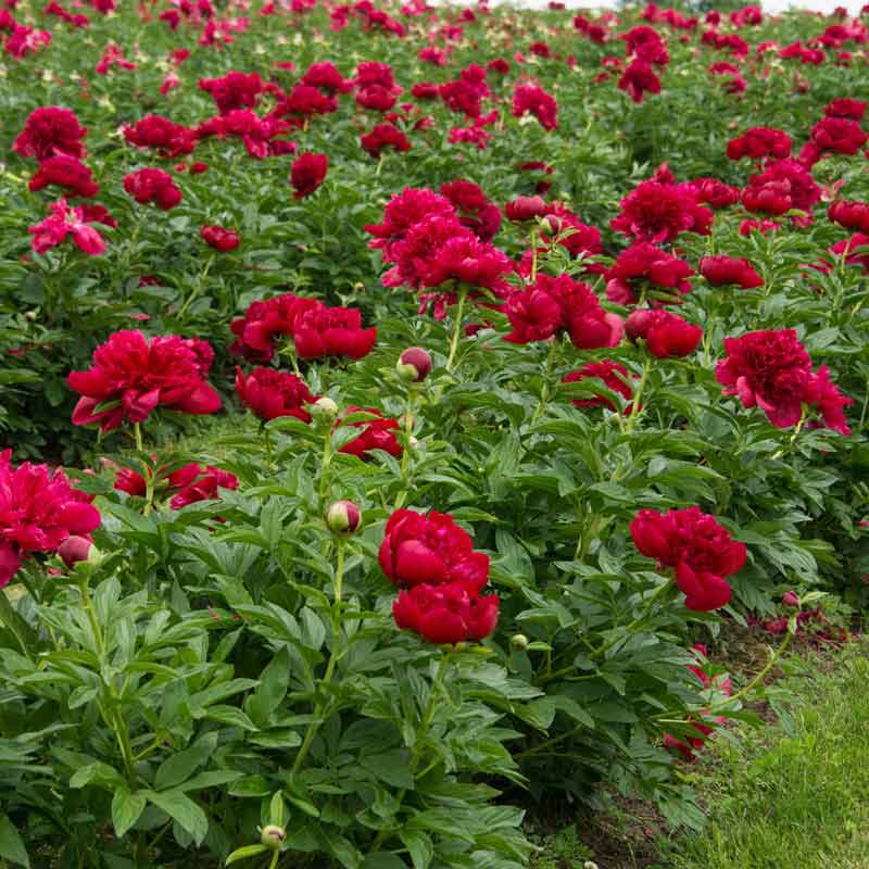 Red Charm Peony