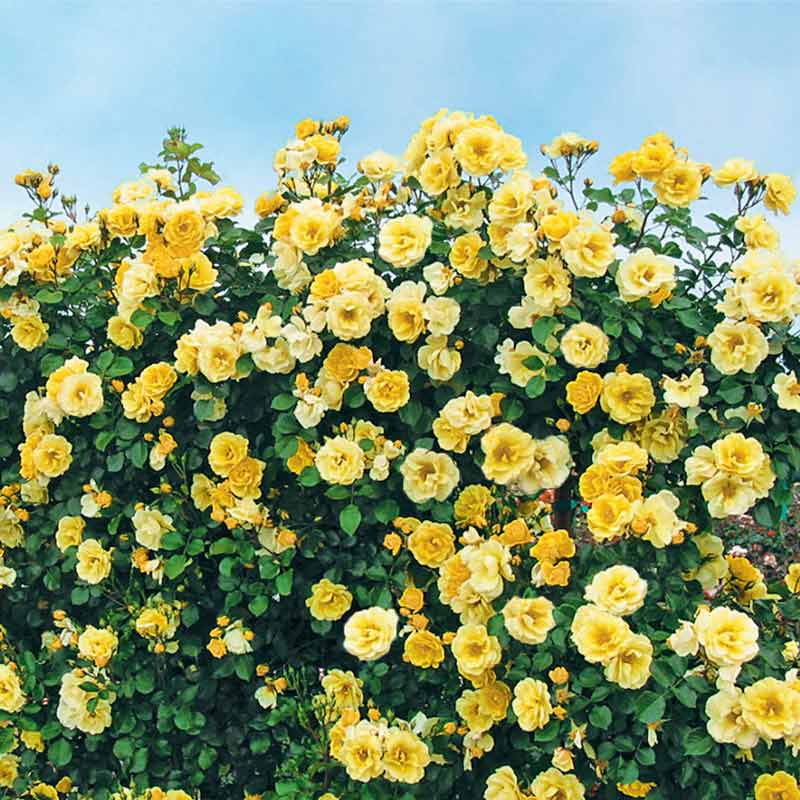 Sky's the Limit Climbing Rose