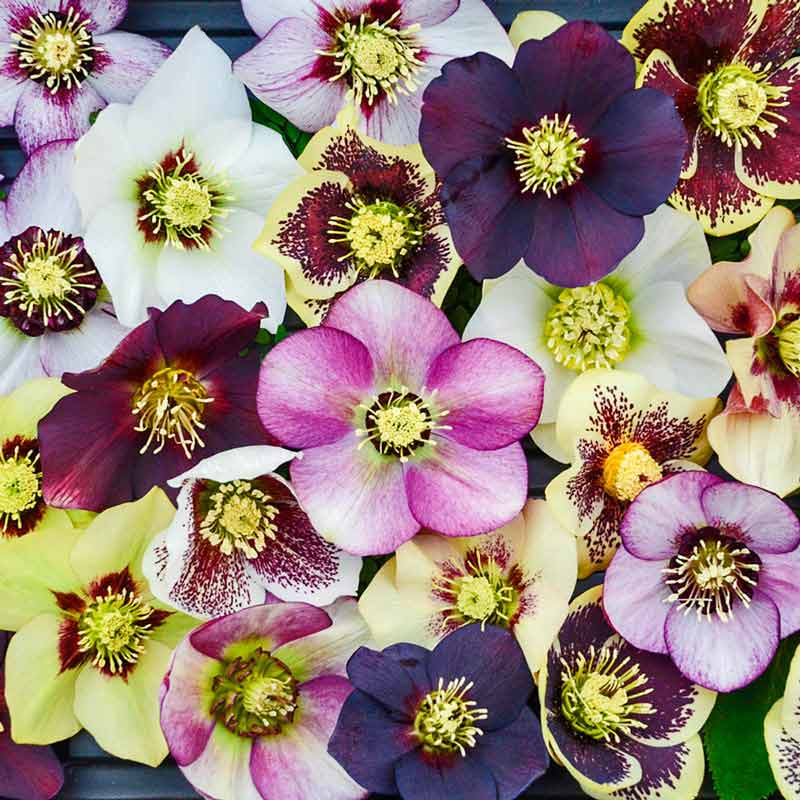 Honeymoon Series Single Lenten Rose