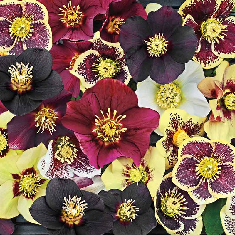 Honeymoon Series Single Lenten Rose