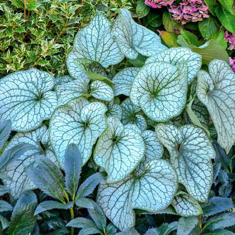 Alexander's Great Siberian Bugloss