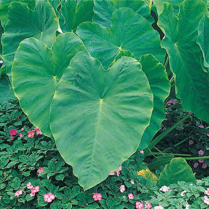 Elephant Ear