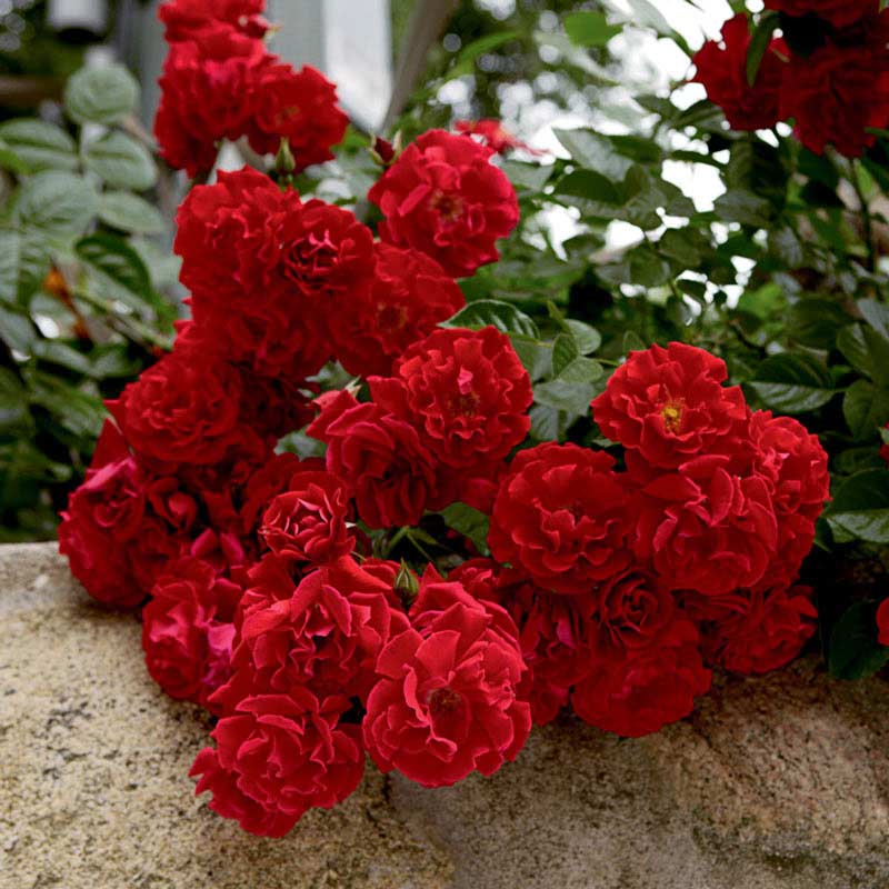 Red Ribbons Groundcover Rose