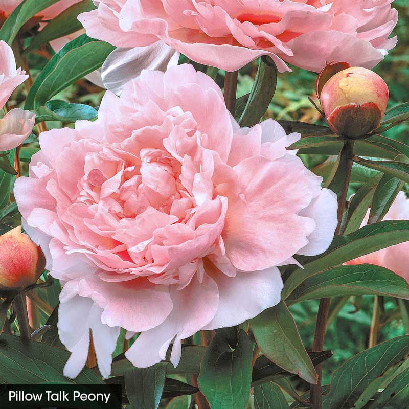 Classics for Cutting Peony Collection