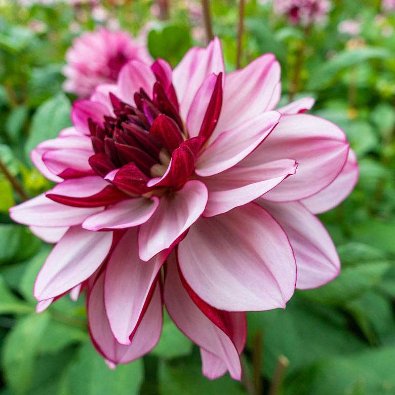 Crème de Cassis Dahlia