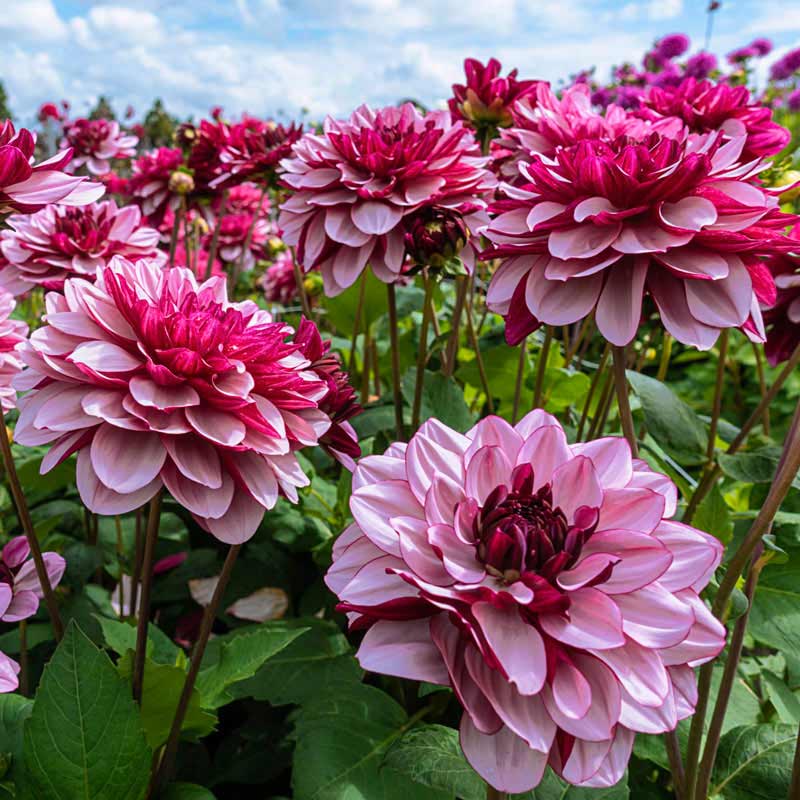 Crème de Cassis Dahlia