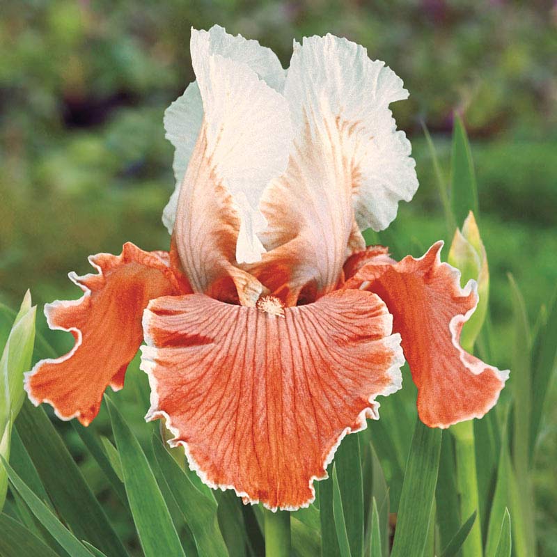 English Charm Reblooming Bearded Iris - Buy Irises