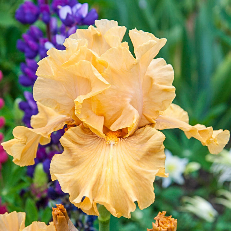 Golden Panther Bearded Iris - Shop Bearded Iris