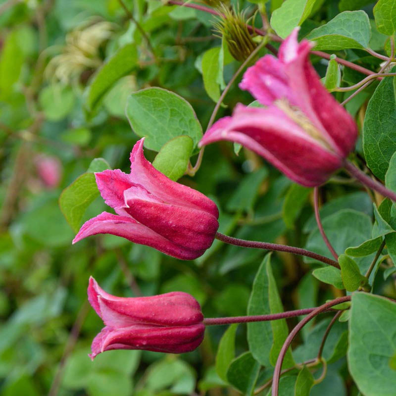 Clematis Happy Diana - Buy Clematis Vines