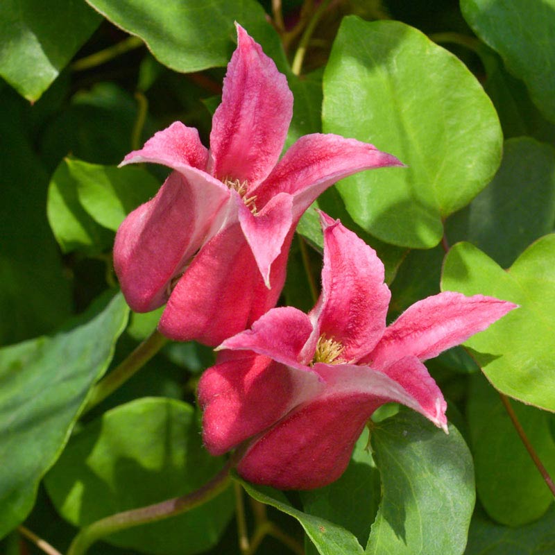 Clematis Happy Diana - Buy Clematis Vines