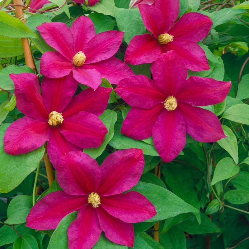 Clematis Sunset - Buy Clematis Vines