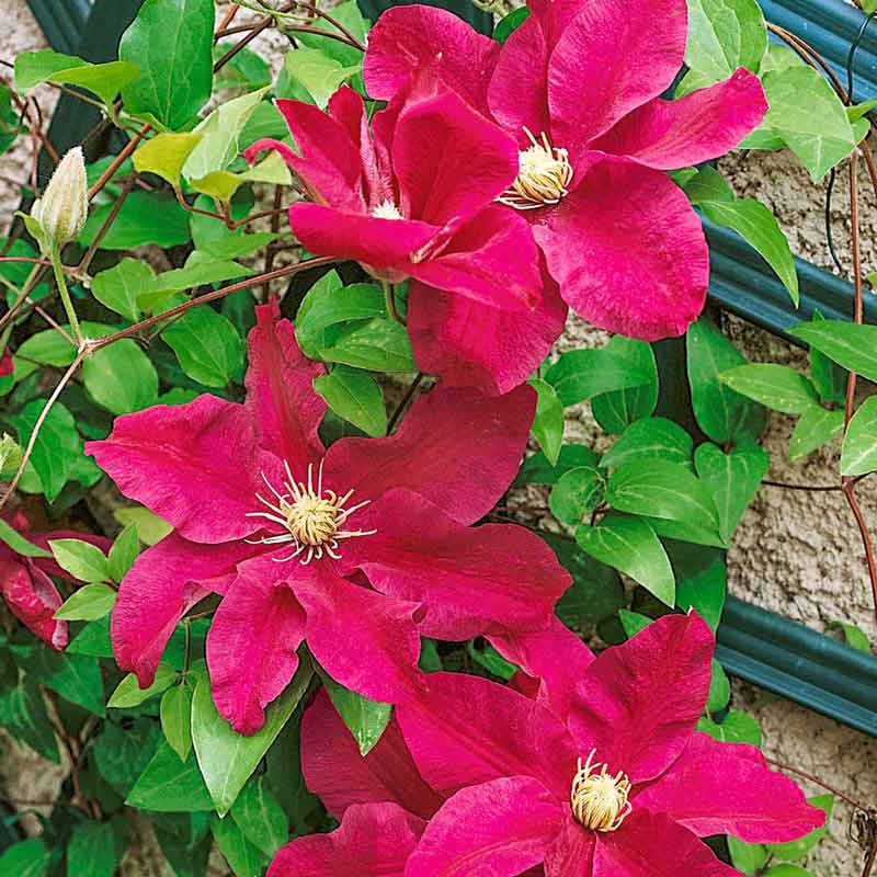 Clematis Sunset - Buy Clematis Vines