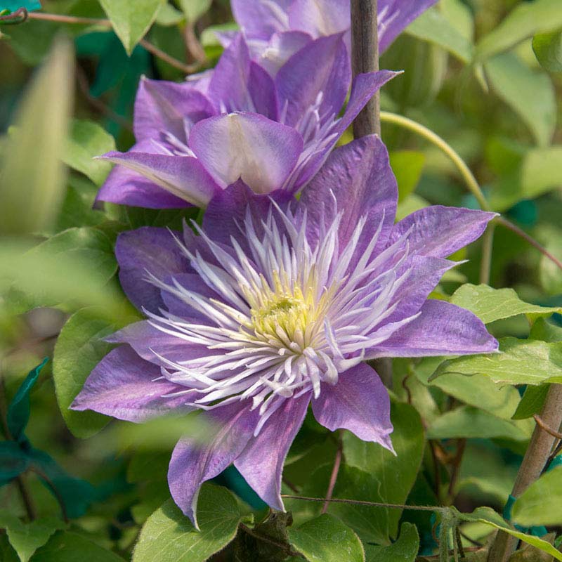 Crystal Fountain Clematis