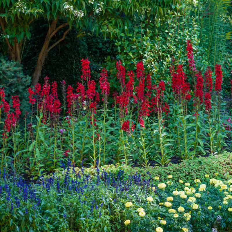 Buy Cardinal Flower