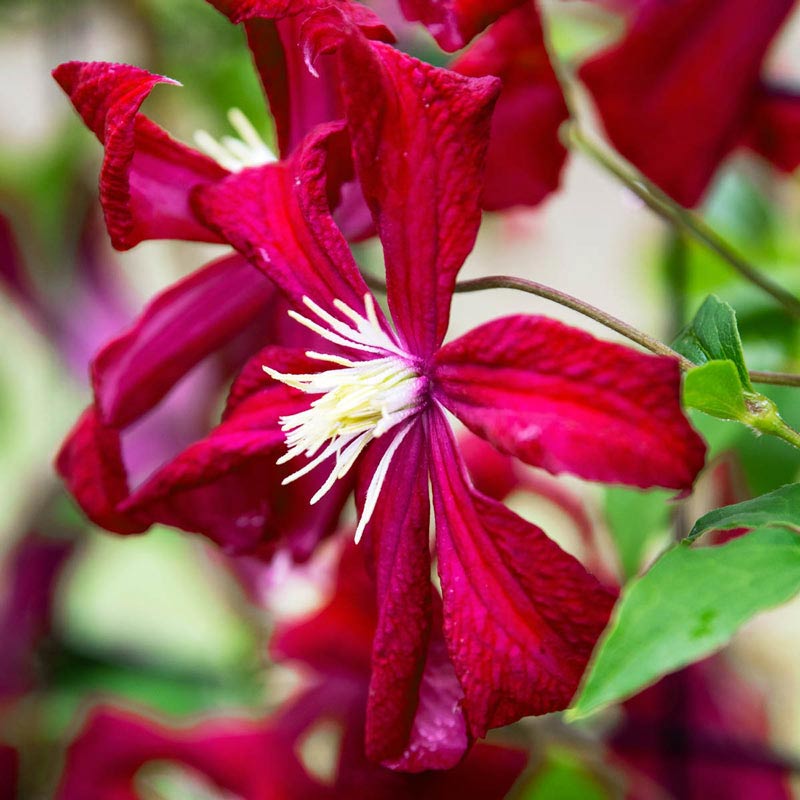 Madame Julia Correvon Clematis