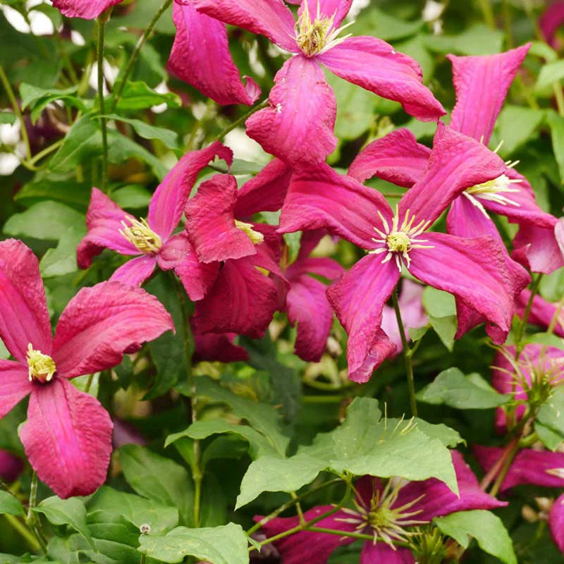 Madame Julia Correvon Clematis