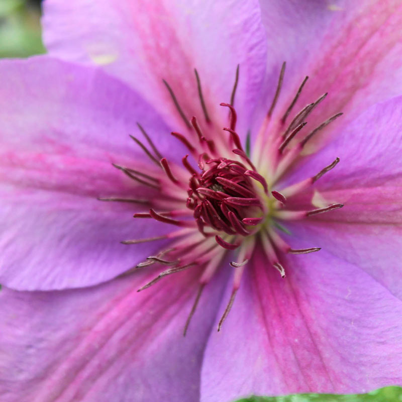 Success Candy Clematis