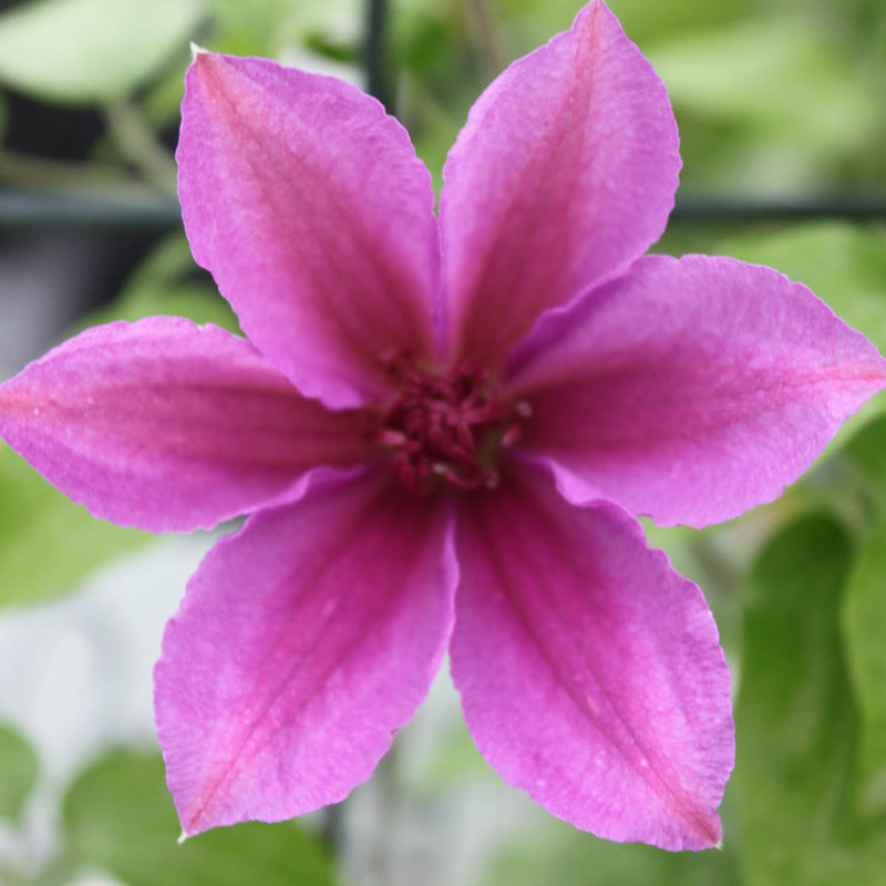 Success Candy Clematis