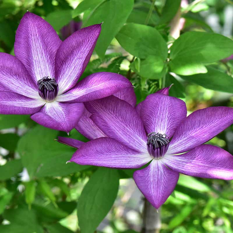 Amaranthine Clematis