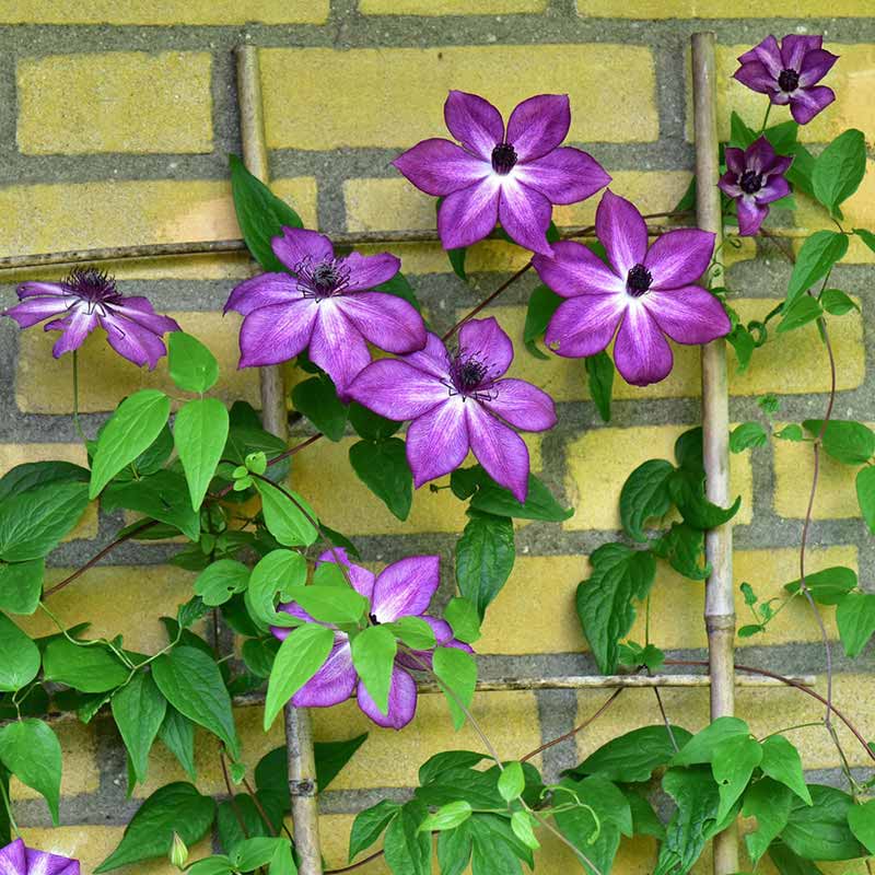 Amaranthine Clematis