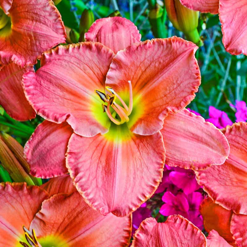 Scottish Fantasy Daylily