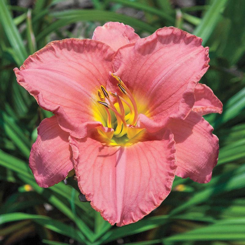 Scottish Fantasy Daylily