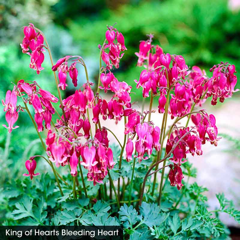 Color in the Shade Garden