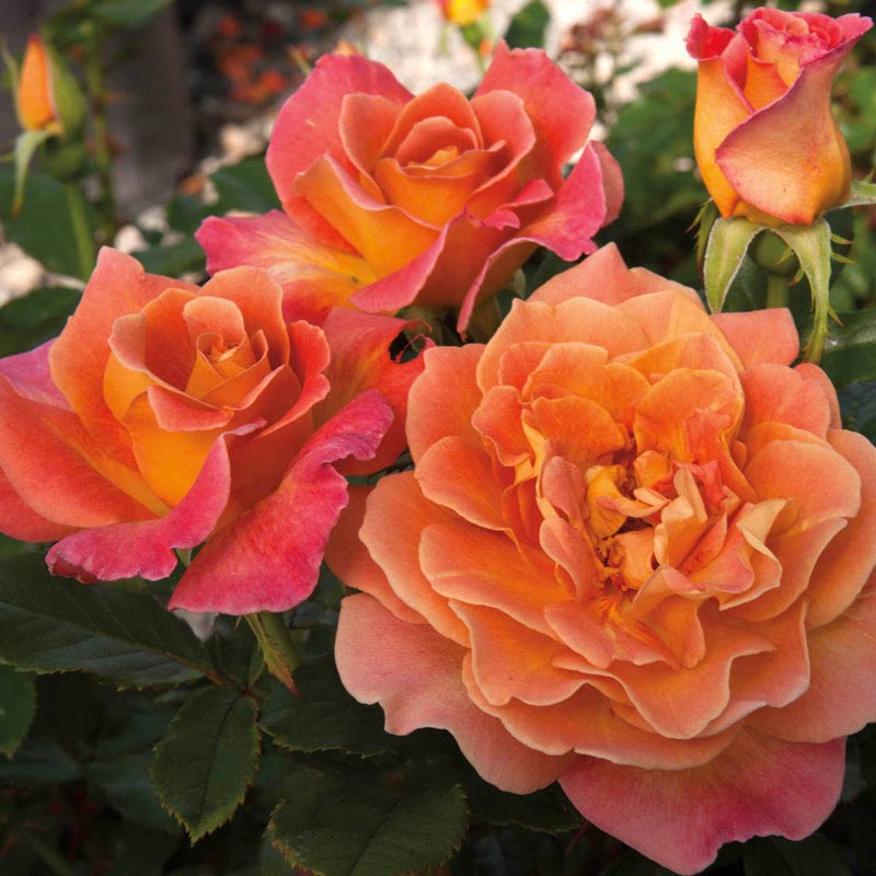 Rosie the Riveter Floribunda Rose