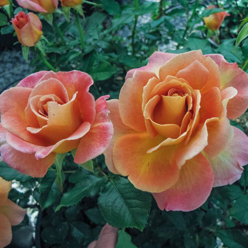 Rosie the Riveter Floribunda Rose