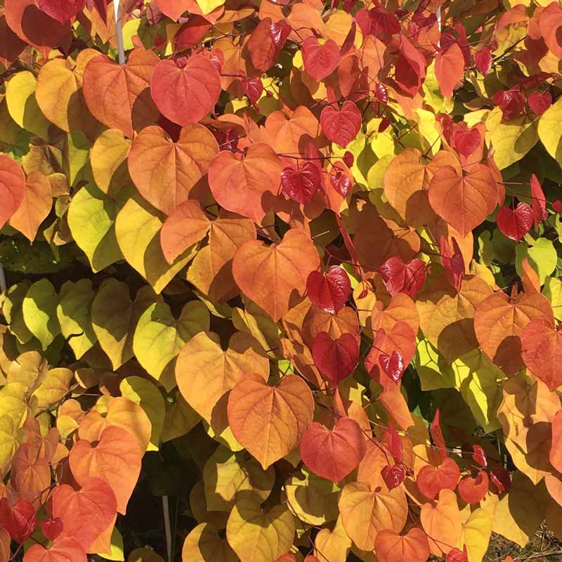 Flame Thrower Redbud Tree - Buy Flowering Trees