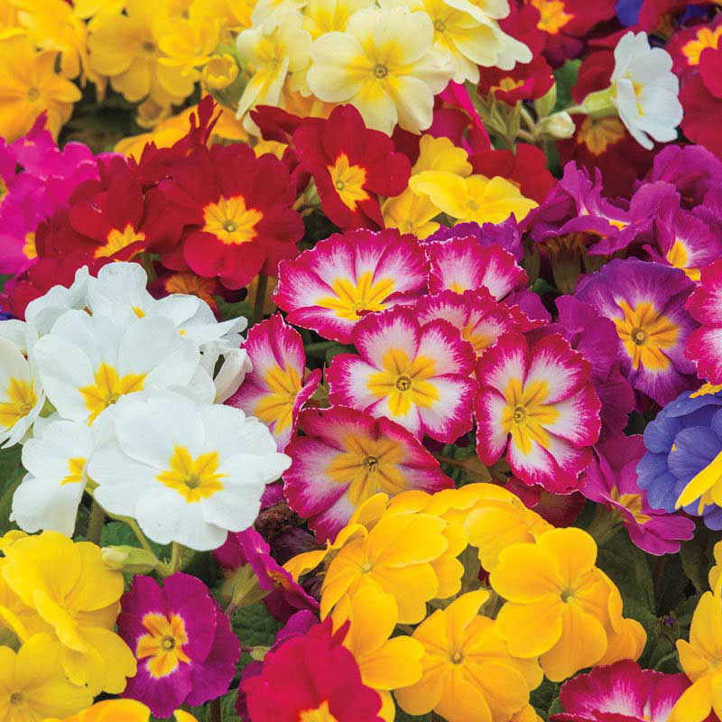 Mixed Hardy Primrose At Plantsrose