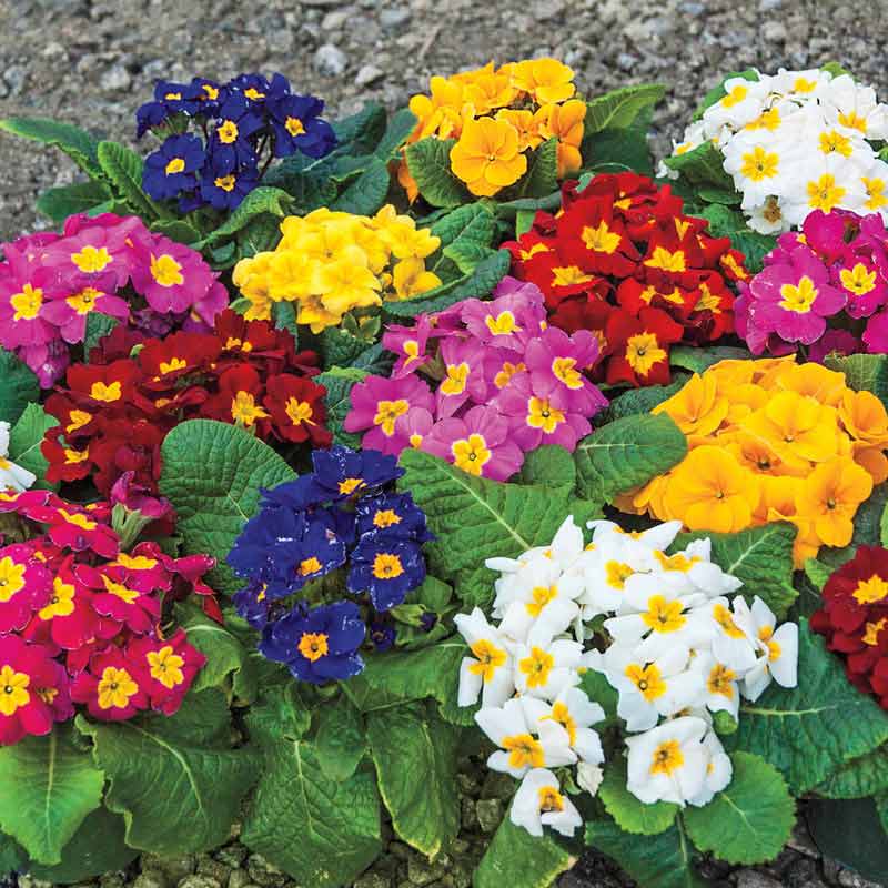 Mixed Hardy Primrose At Plantsrose