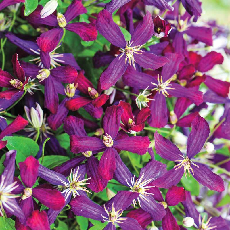 Sweet Summer Love Clematis