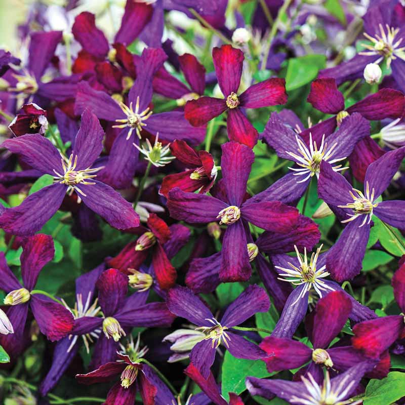 Sweet Summer Love Clematis