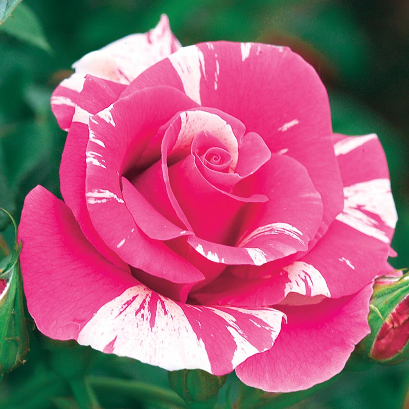 Candy Land Climbing Rose - Buy Roses