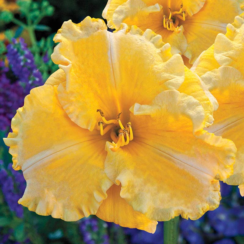 Majestic Move Reblooming Daylily