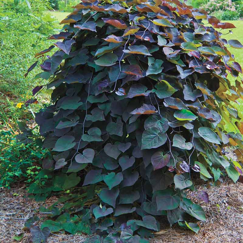 Ruby Falls Weeping Redbud Tree - Shop Flowering Trees