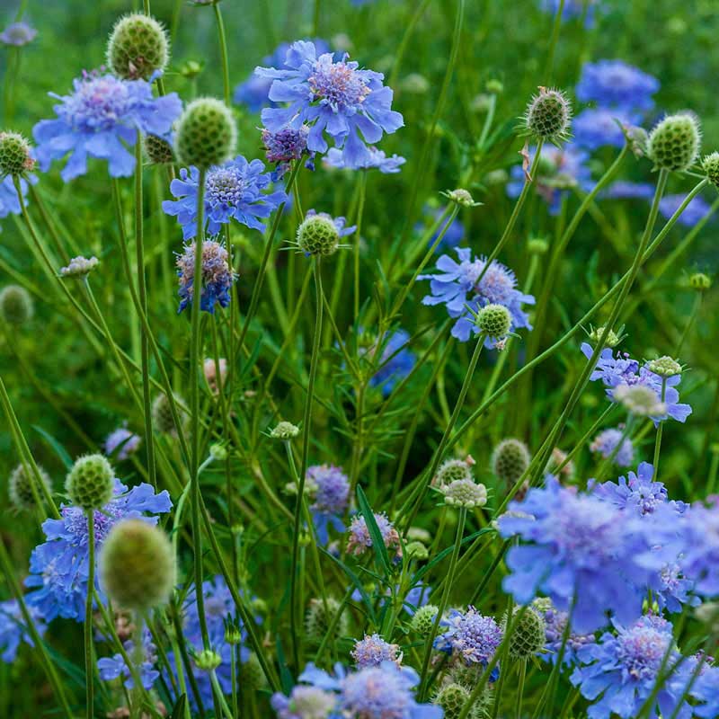 Butterfly Blue Scabiosa