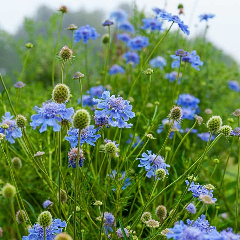 Butterfly Blue Scabiosa