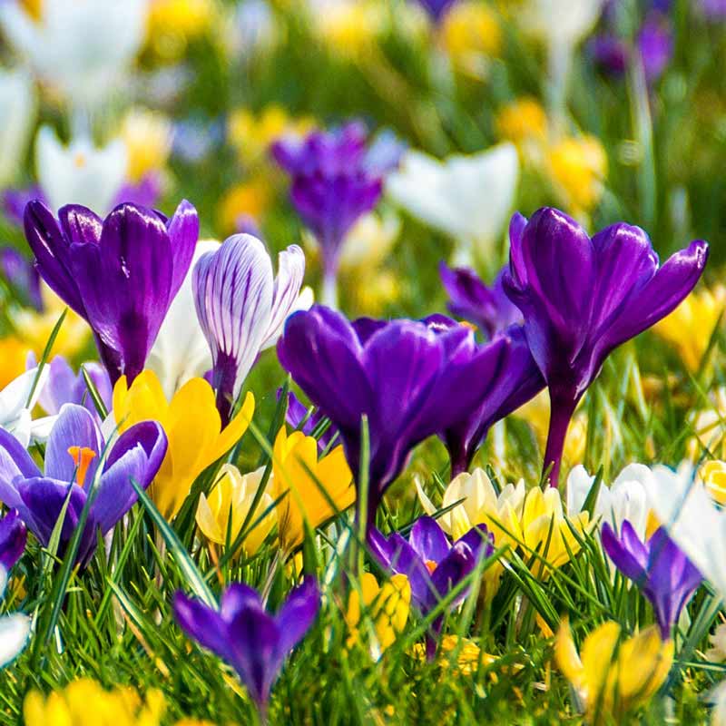 Botanical Crocus Mix