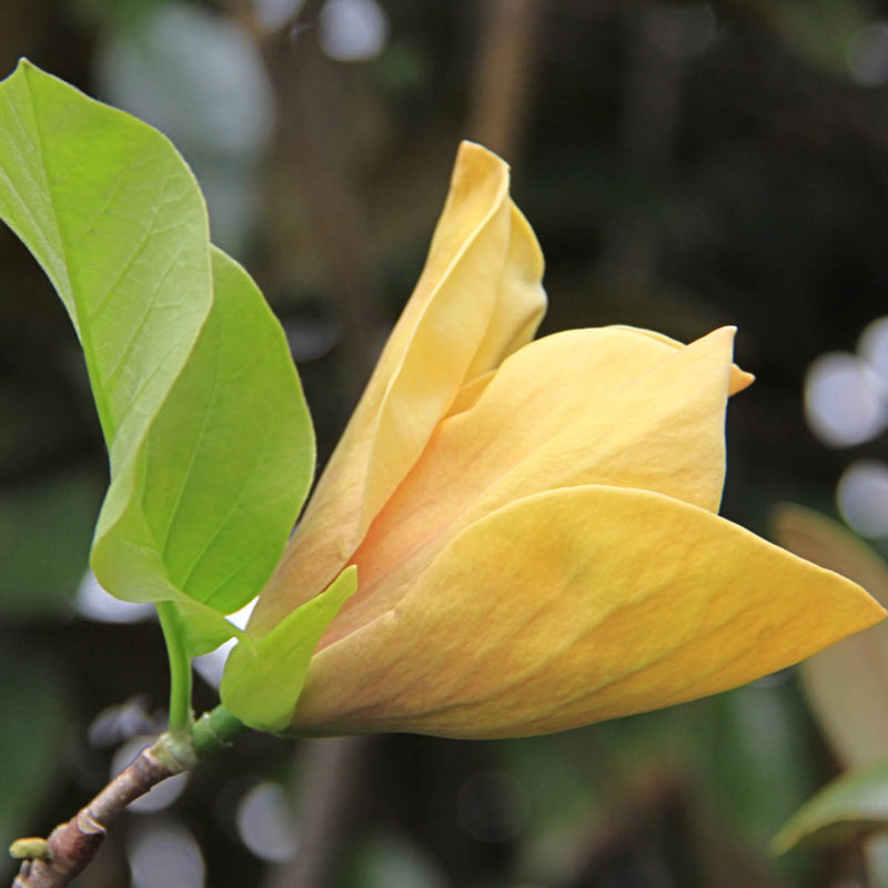 Judy Zuk Magnolia Tree - Buy Flowering Trees