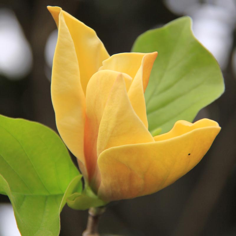 Judy Zuk Magnolia Tree - Buy Flowering Trees