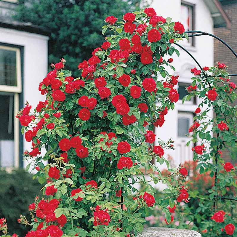 Blaze Improved Climbing Rose - Buy Roses