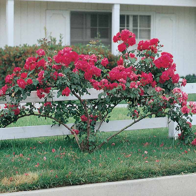 Blaze Improved Climbing Rose - Buy Roses