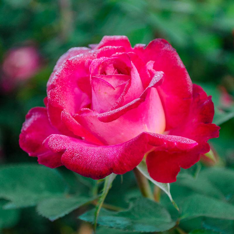 Dick Clark Grandiflora Rose - Shop Roses