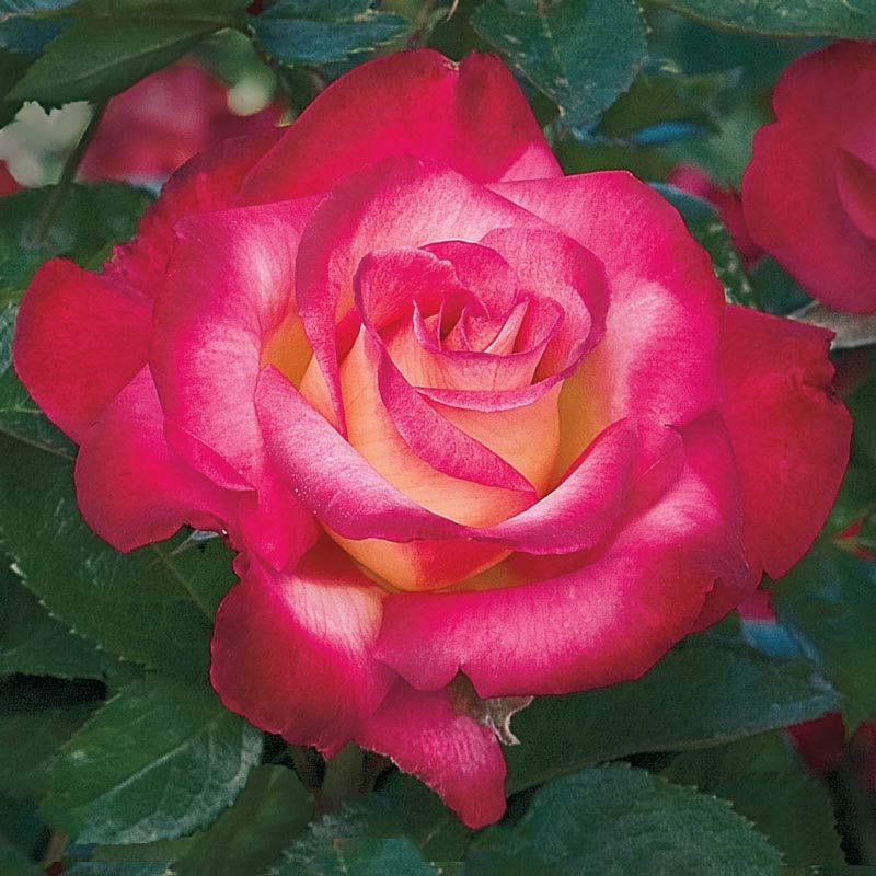 Dick Clark Grandiflora Rose - Shop Roses