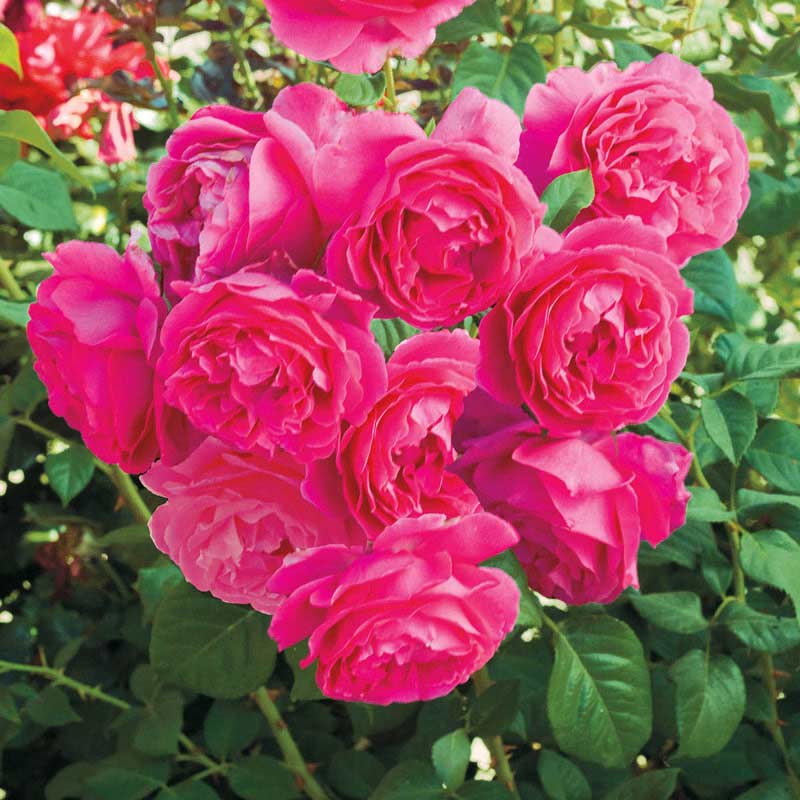 Grande  Hybrid Tea Rose - Shop Roses