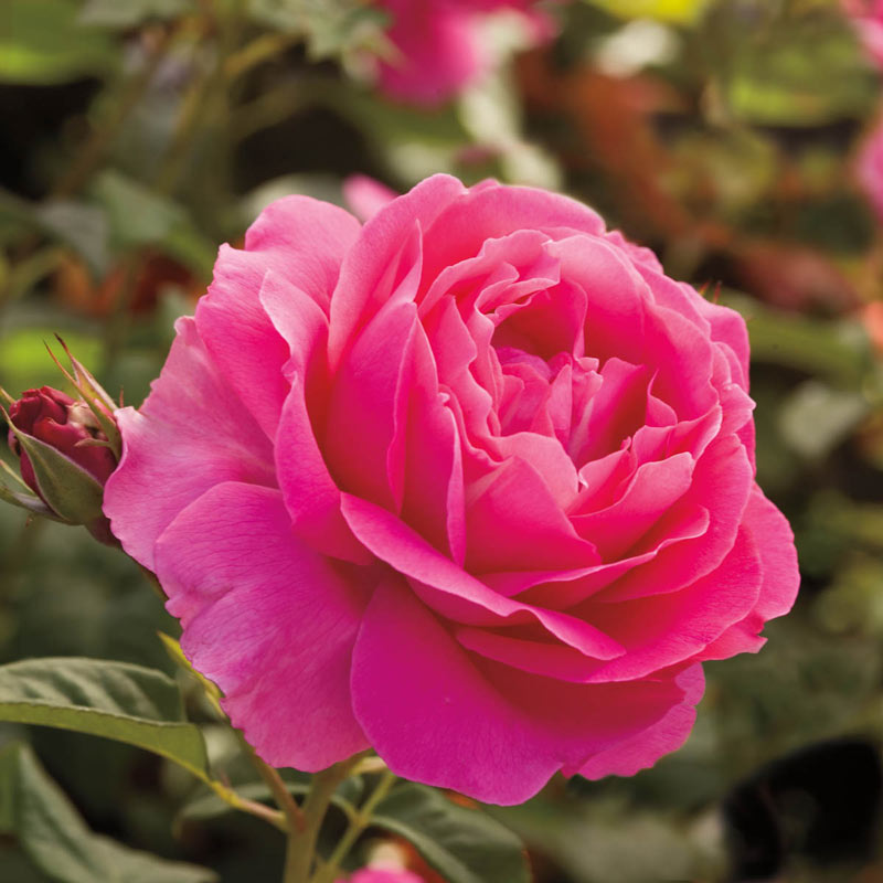 Grande  Hybrid Tea Rose - Shop Roses