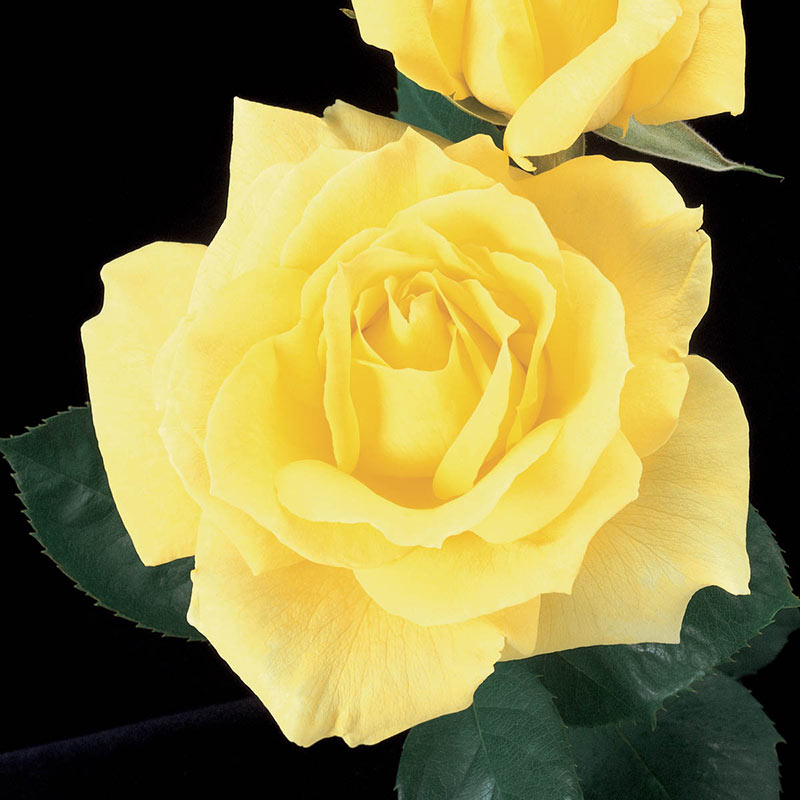 Mellow Yellow Hybrid Tea Rose