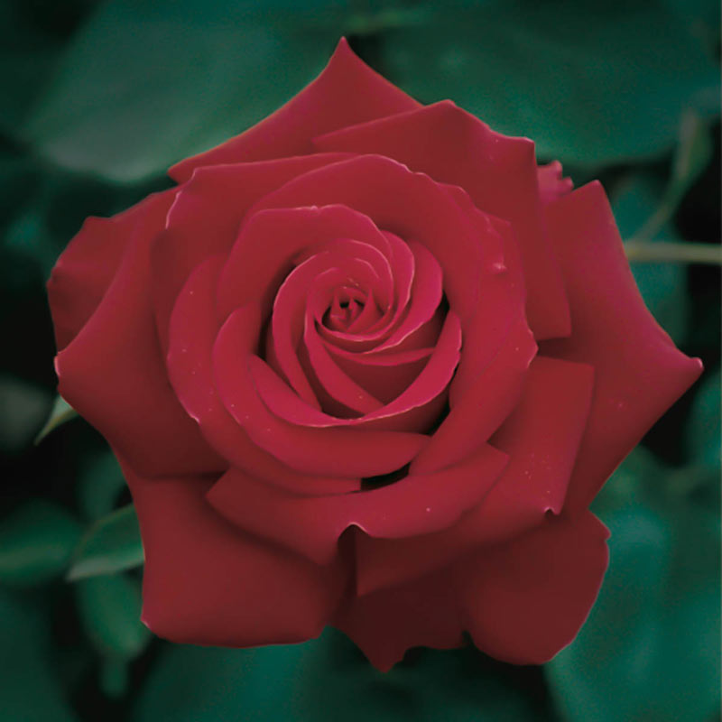 Hybrid Tea Rose